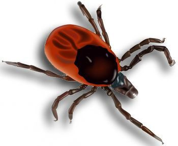 Tick insect PNG    图片编号:51931