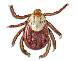 Tick insect PNG    图片编号:51932