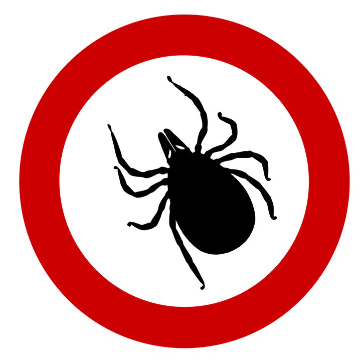 Tick insect PNG    图片编号:51933