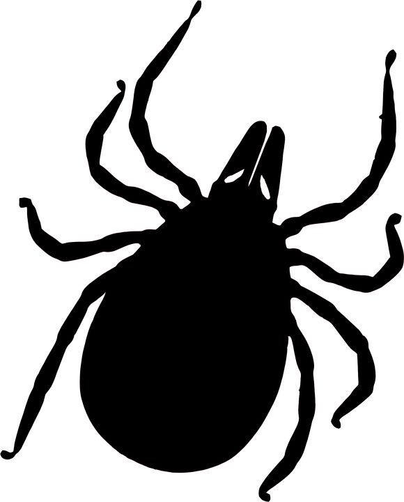Tick insect PNG    图片编号:51934