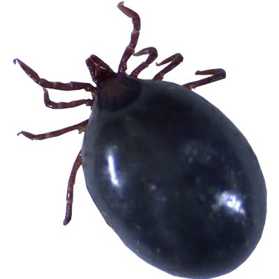 Tick insect PNG    图片编号:51936