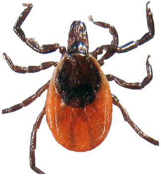 Tick insect PNG    图片编号:51937