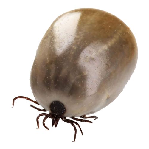 Tick insect PNG    图片编号:51940