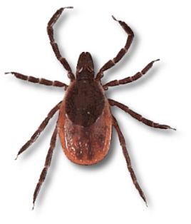 Tick insect PNG    图片编号:51942