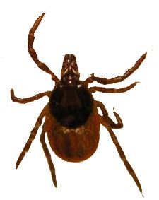 Tick insect PNG    图片编号:51898