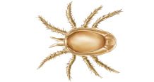 Tick insect PNG    图片编号:51900