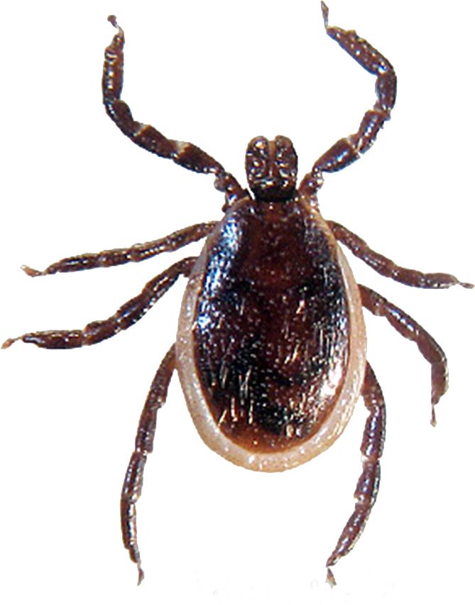 Tick insect PNG    图片编号:51902