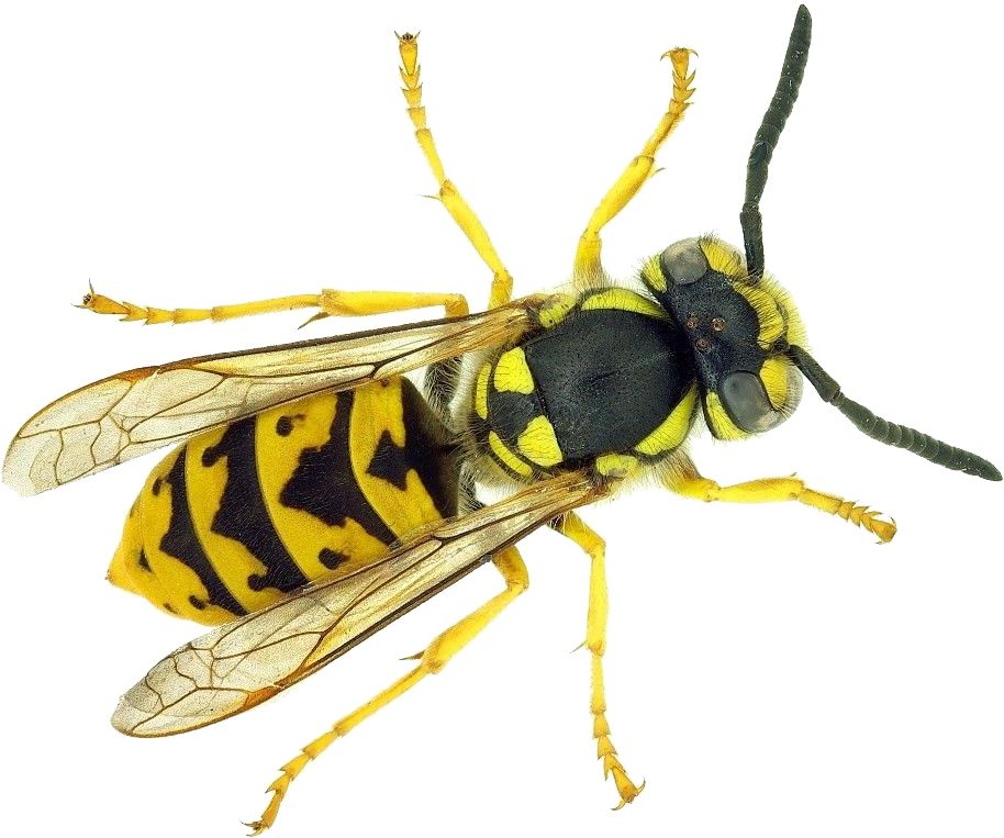 Wasp PNG    图片编号:74579