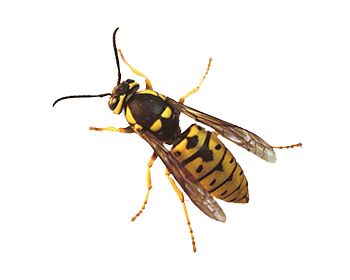 Wasp PNG    图片编号:74588