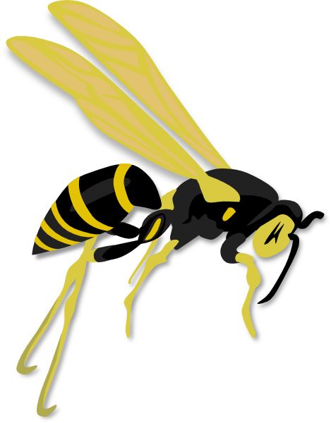 Wasp PNG    图片编号:74590