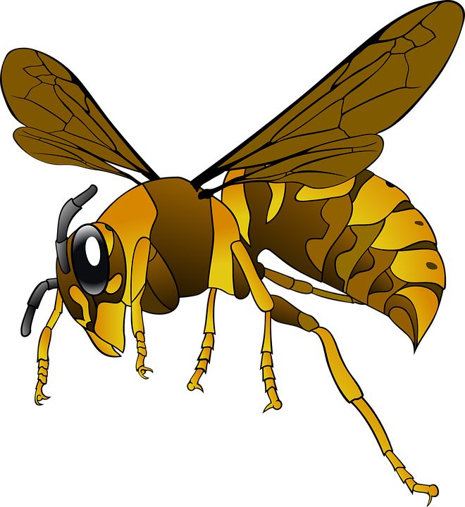 Wasp PNG    图片编号:74591