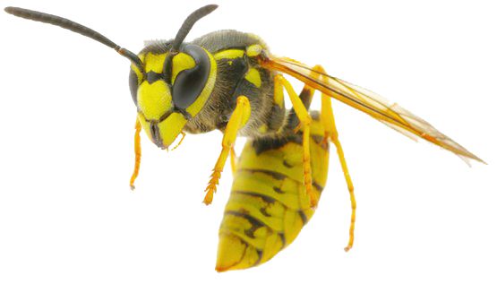 Wasp PNG    图片编号:74592