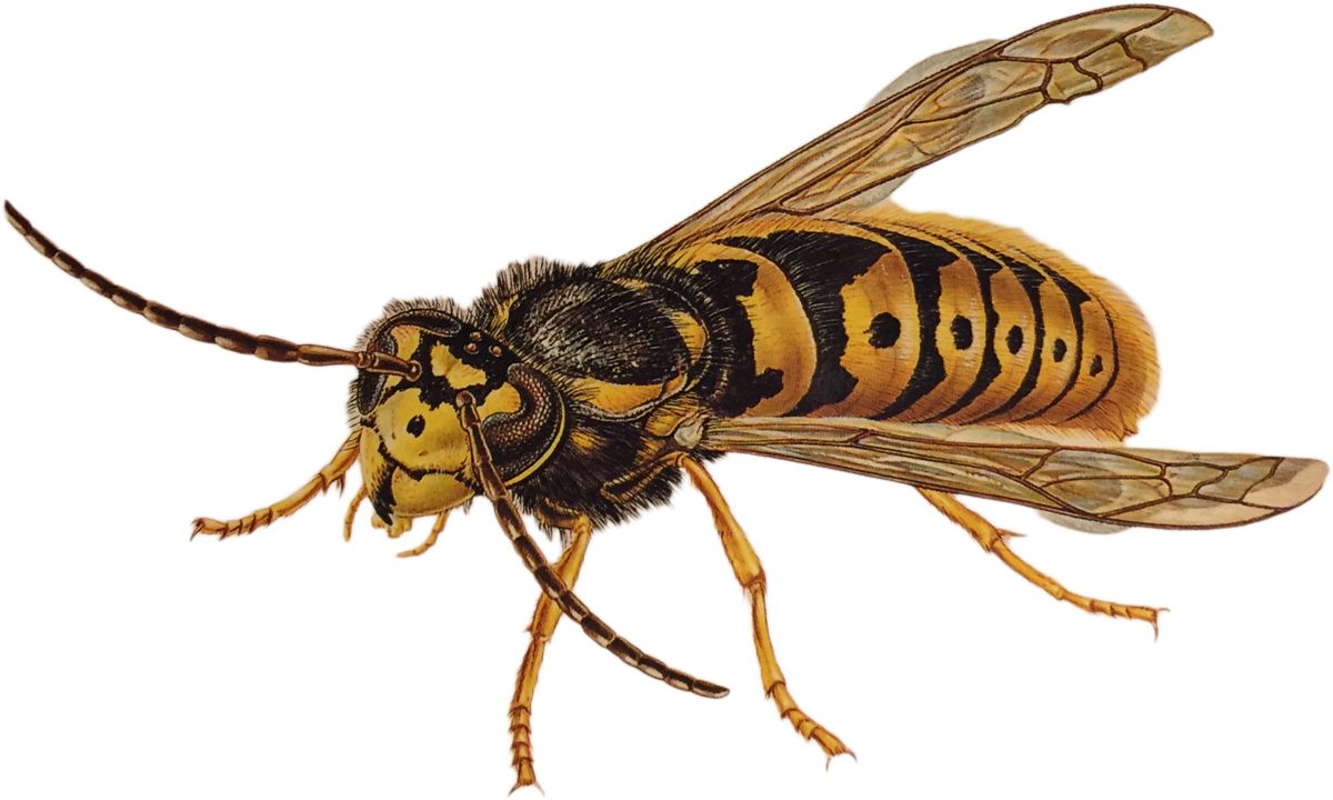 Wasp PNG    图片编号:74593