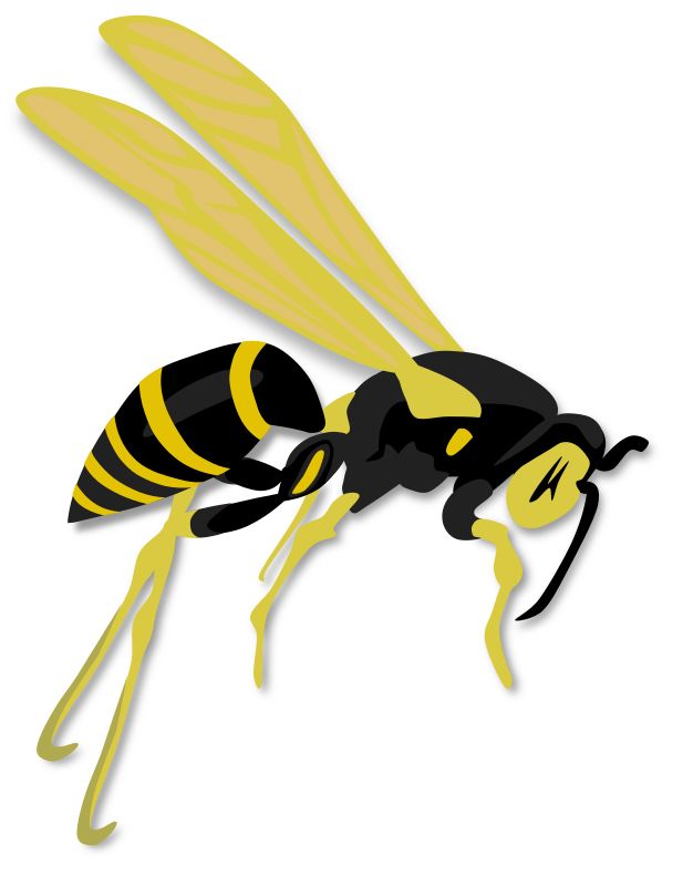Wasp PNG    图片编号:74598