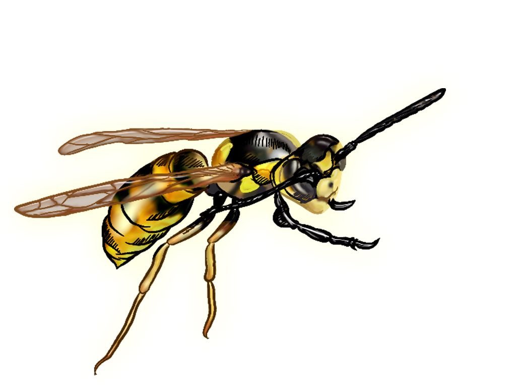 Wasp PNG    图片编号:74601