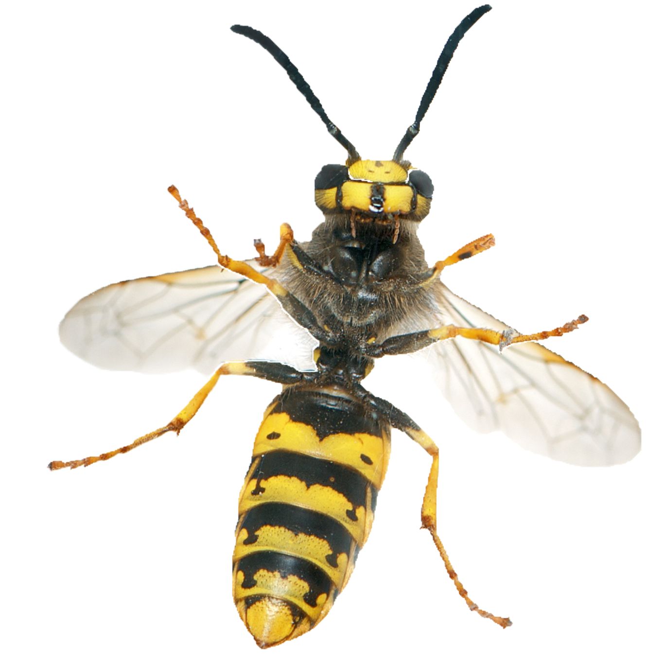 Wasp PNG    图片编号:74602