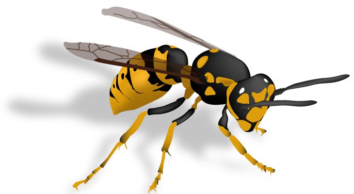Wasp PNG    图片编号:74606