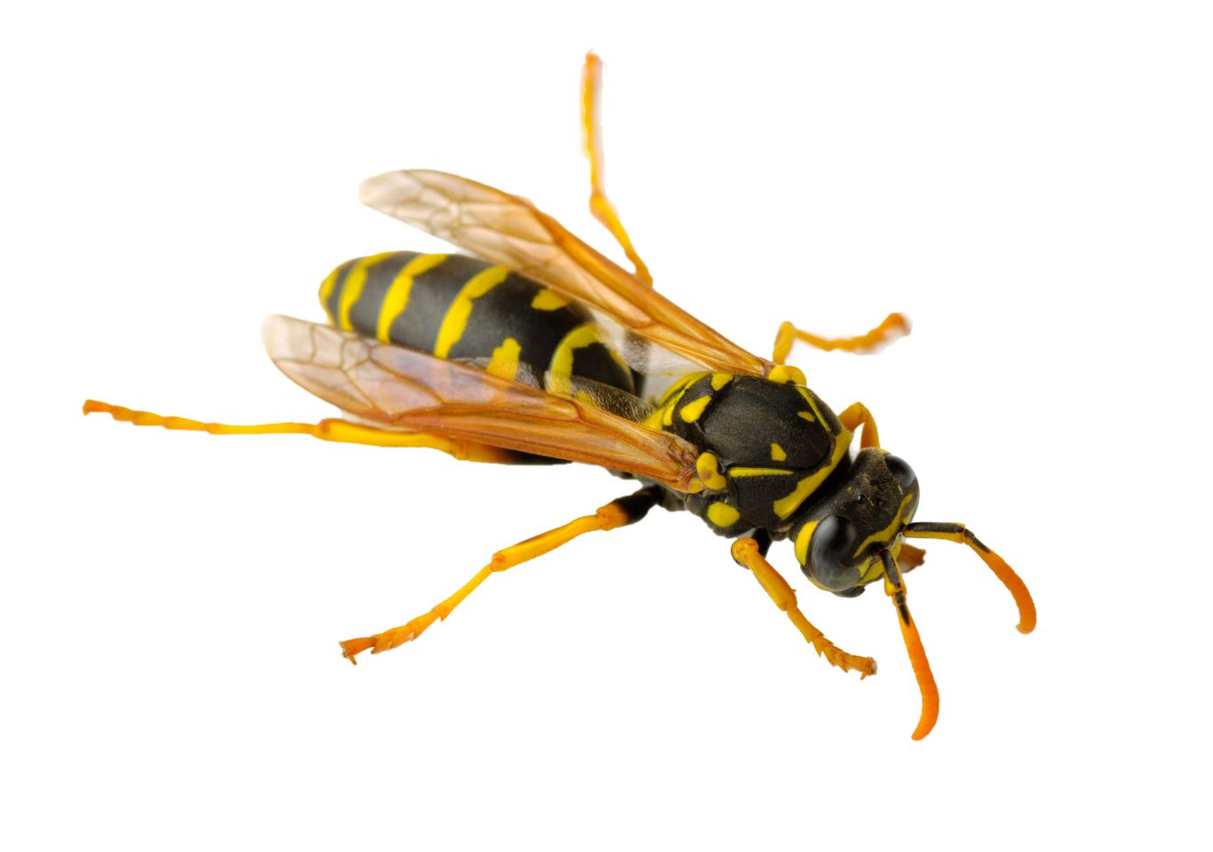 Wasp PNG    图片编号:74612
