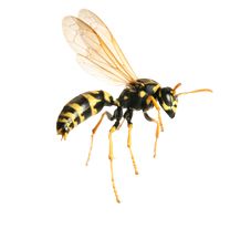 Wasp PNG    图片编号:74613