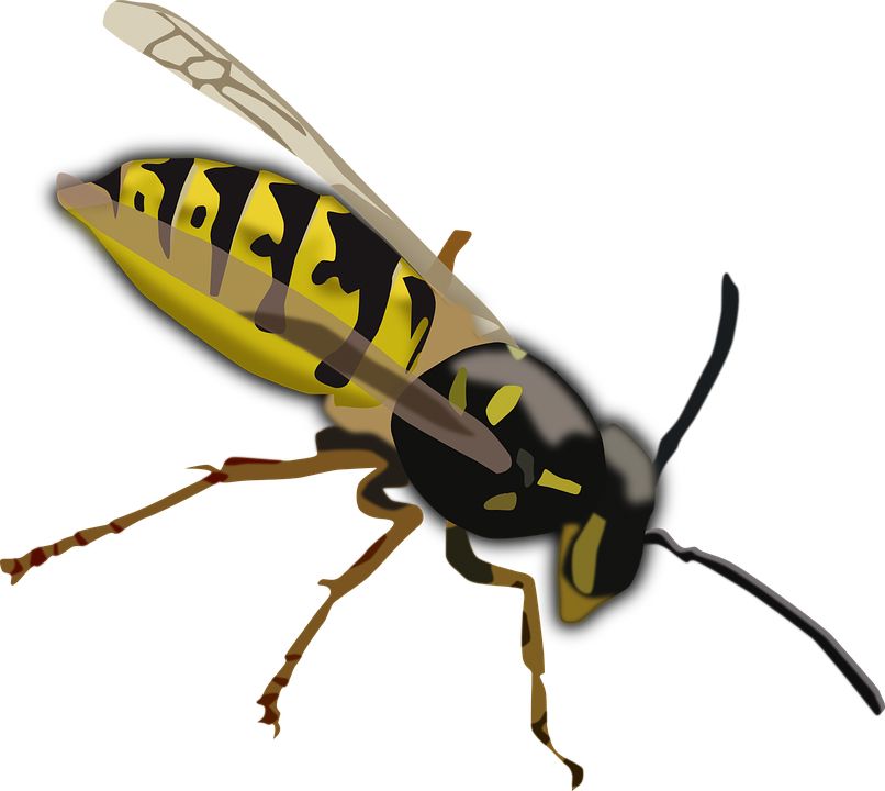 Wasp PNG    图片编号:74617