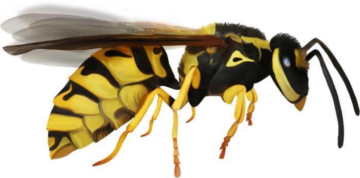 Wasp PNG    图片编号:74582