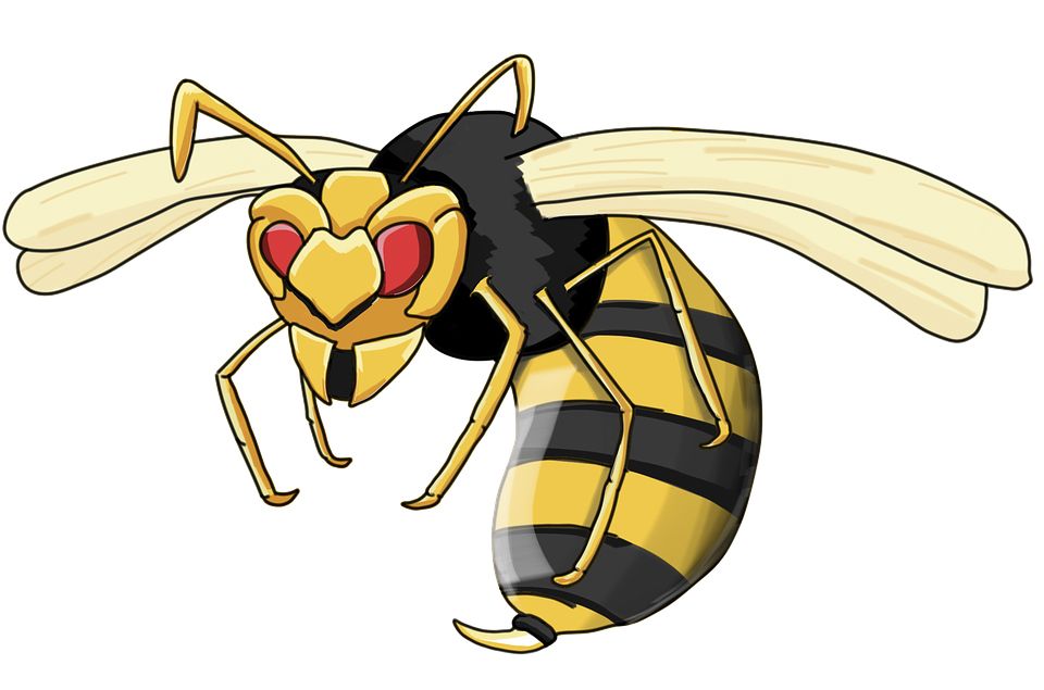 Wasp PNG    图片编号:74618