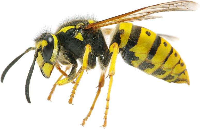 Wasp PNG    图片编号:74621