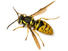 Wasp PNG    图片编号:74629