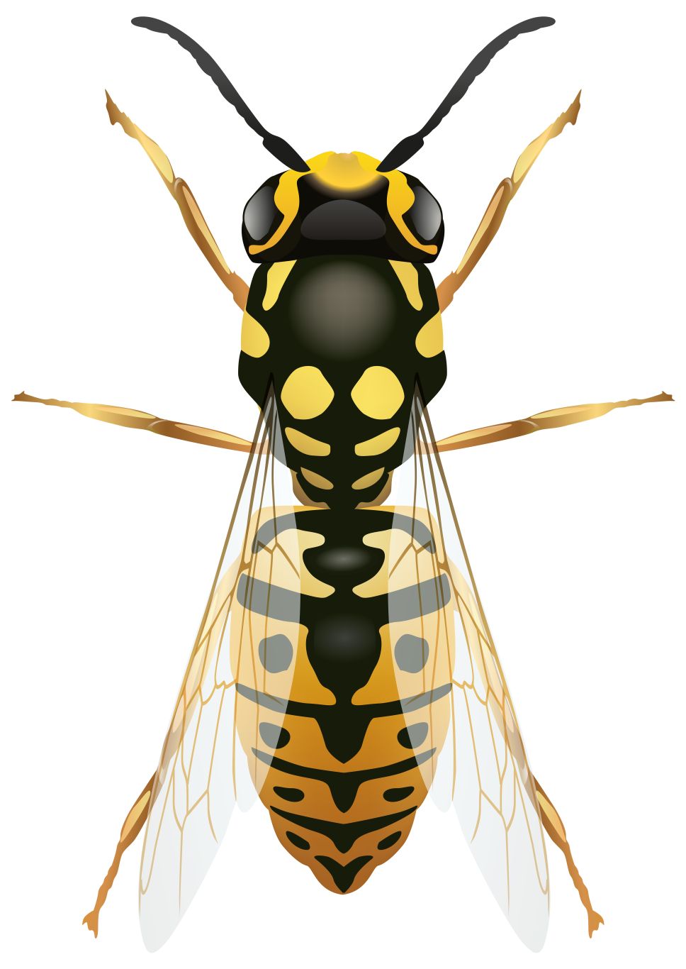 Wasp PNG    图片编号:74643