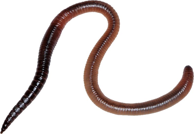 earthworm worm PNG    图片编号:50785