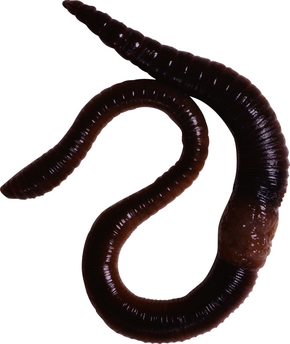earthworm worm PNG    图片编号:50794