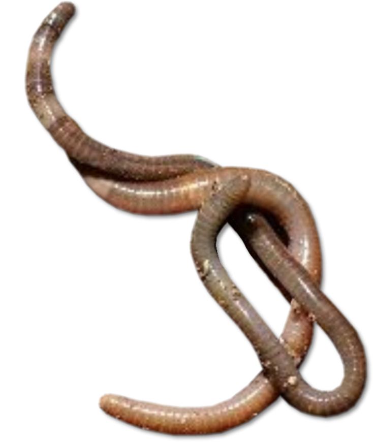 earthworm worm PNG    图片编号:50795