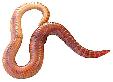 earthworm worm PNG    图片编号:50796