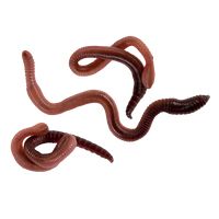 earthworm worm PNG    图片编号:50797
