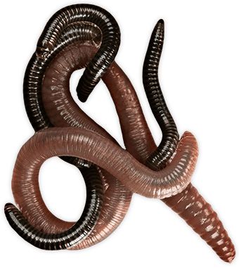 earthworm worm PNG    图片编号:50800