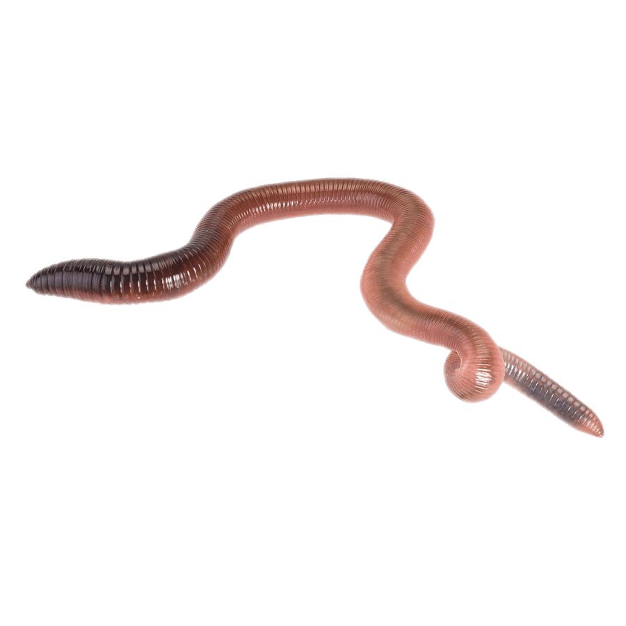 earthworm worm PNG    图片编号:50801