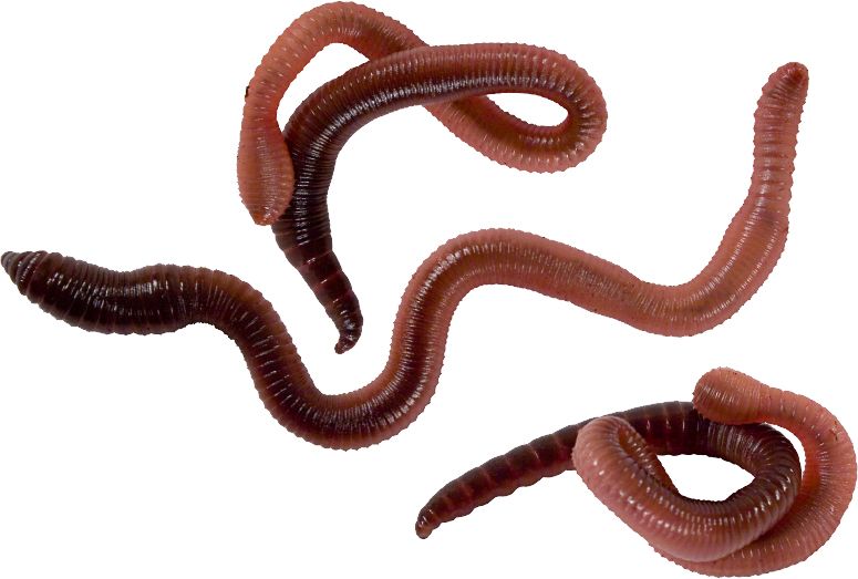 earthworm worm PNG    图片编号:50786