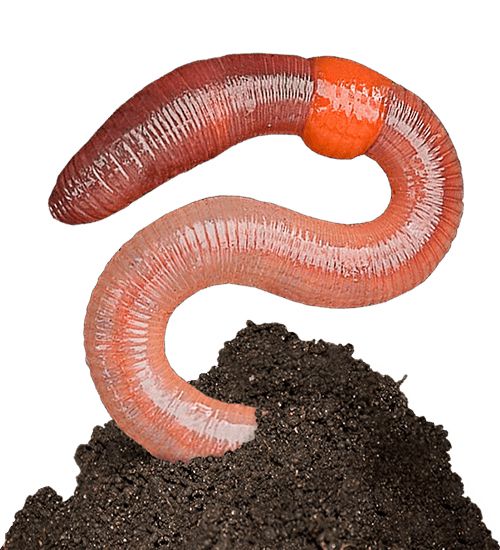 earthworm worm PNG    图片编号:50804