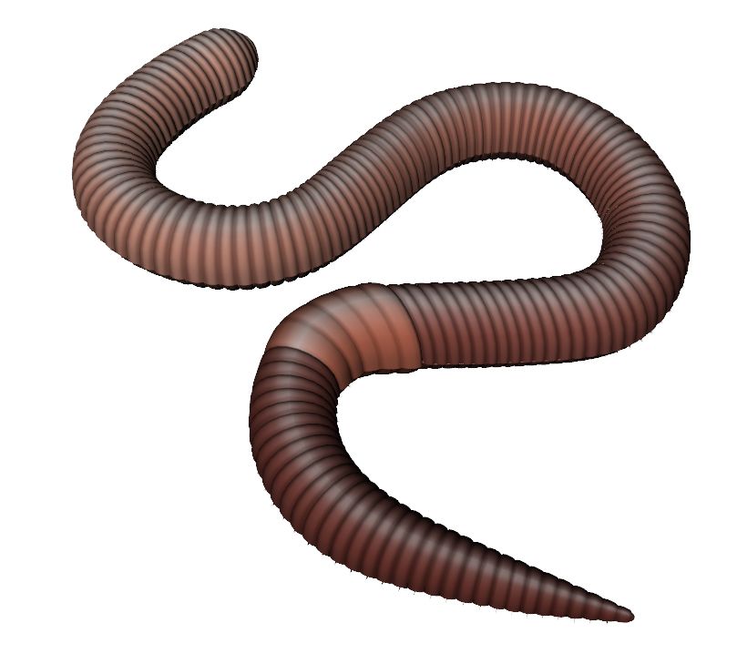earthworm worm PNG    图片编号:50805