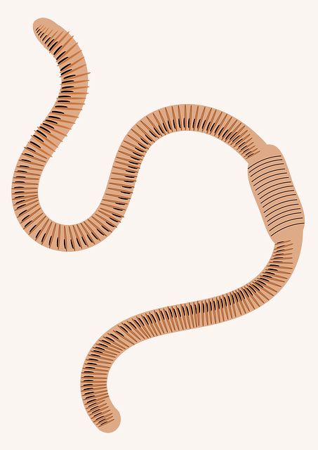 earthworm worm PNG    图片编号:50806