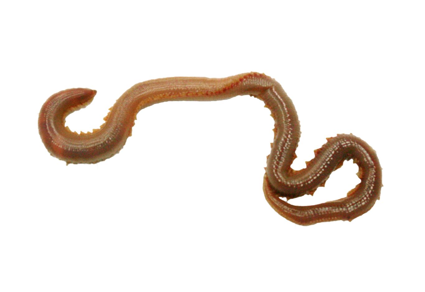 earthworm worm PNG    图片编号:50807