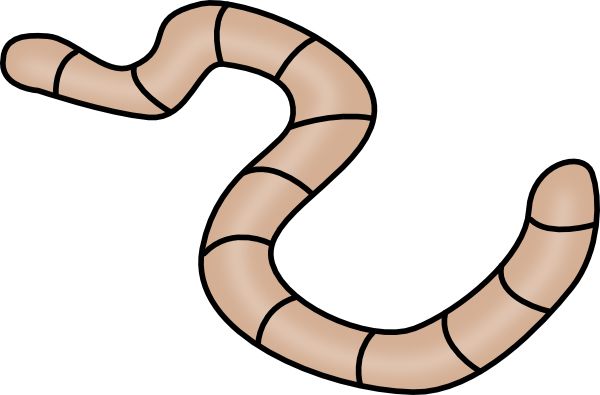 earthworm worm PNG    图片编号:50808