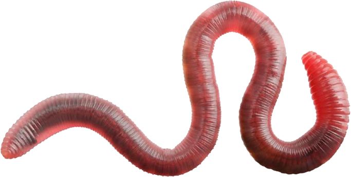 earthworm worm PNG    图片编号:50811