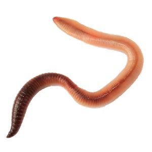 earthworm worm PNG    图片编号:50812