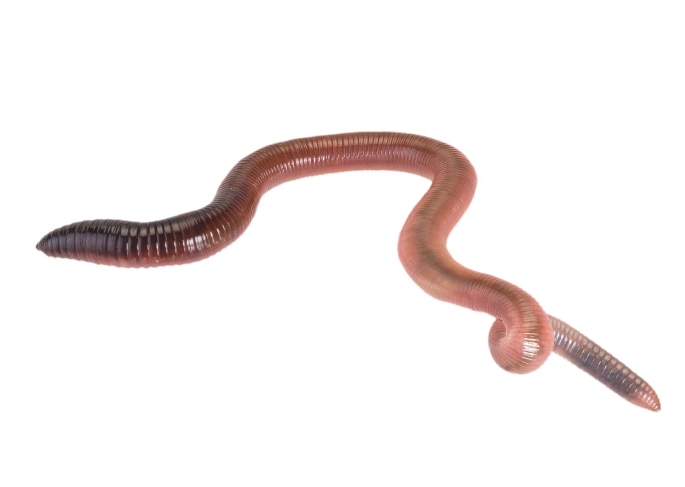 earthworm worm PNG    图片编号:50818