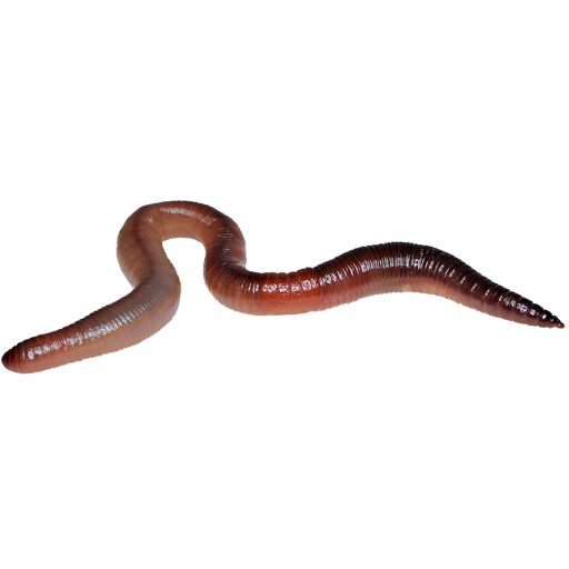 earthworm worm PNG    图片编号:50819