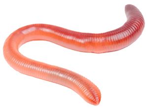 earthworm worm PNG    图片编号:50820