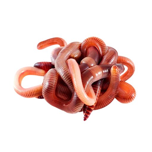 earthworm worm PNG    图片编号:50822