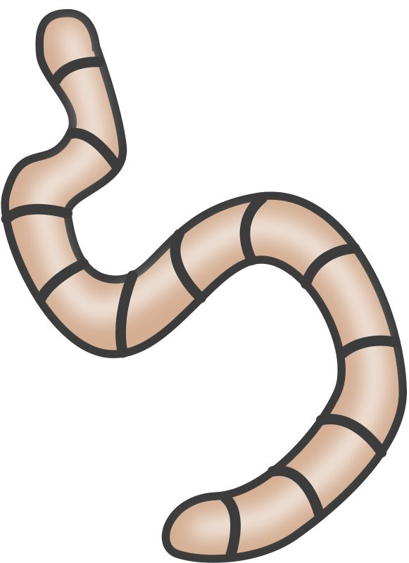 earthworm worm PNG    图片编号:50823