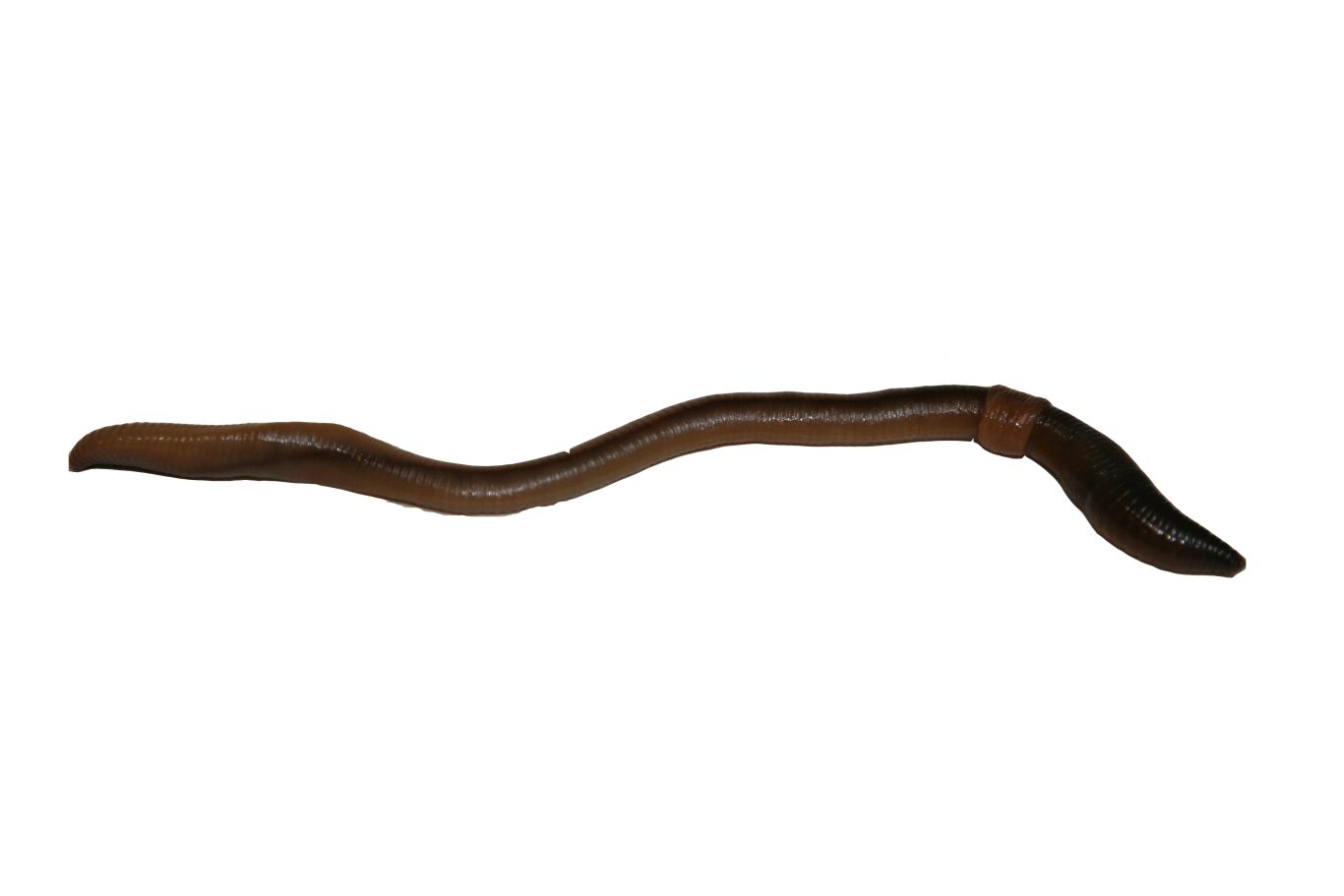 earthworm worm PNG    图片编号:50824